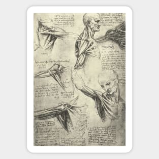 Anatomical drawing by Leonardo Da Vinci of a Man&#39;s neck and shoulders.  Circa 1510 Sticker